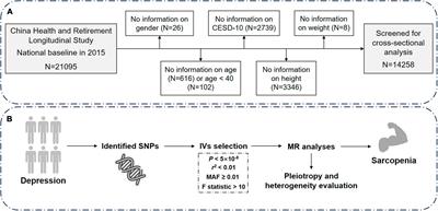 Depression and risk of sarcopenia: a national cohort and Mendelian randomization study